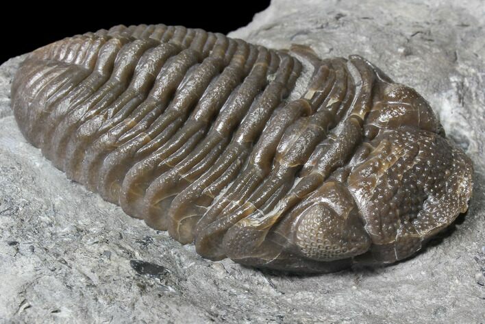 Long Eldredgeops Trilobite - Paulding, Ohio #85556